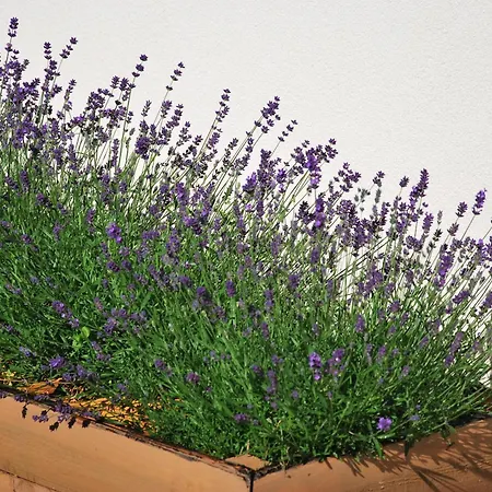 Forest House Sasino-spa Sauna Balia Vakantiehuis Sasino