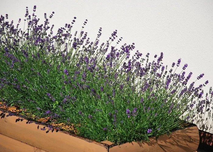 Forest House Sasino-spa Sauna Balia Nyaraló Sasino